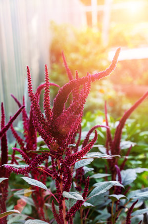 Amaranth hypochondria. Flowering edible amaranth plants grow in rows in a field in the rays of the setting sun. Agricultural education,の写真素材