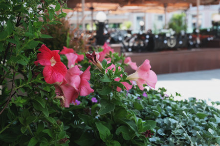 Mixed petunia flowers. Petunias in Floral Detail Background Image. flowering white and yellow petunia in pot. Potted seasonal full bloom flowers on terrace, garden, in the street cafe.の写真素材