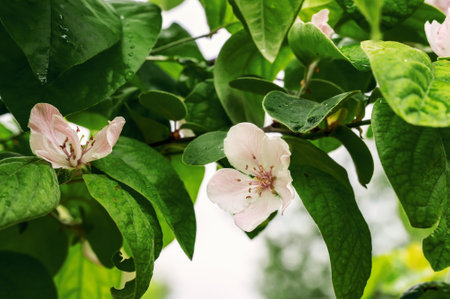 quince tree flowers. Pink to white flower of Quince tree, latin name Cydonia Oblonga, blossoming on branch tip in late may spring season, sunlit by daylight sunshine.の写真素材
