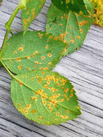 Rose rust, Phragmidium mucronatum, tuberculatum bulbosum. Pustules (urediospores, teliospores) formed on the lower leaf surface of an ornamental rose tree in summerの写真素材