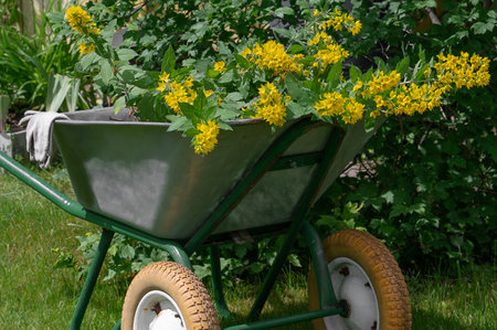Wheelbarrow in the garden. An old garden wheelbarrow filled with flower seedlings. Transplanting...