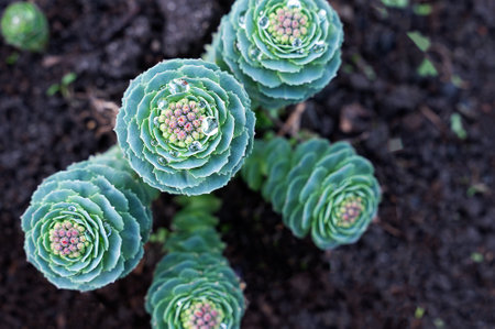 Rhodiola rosea Sakhalin. Rhodiola rosea root or Golden Root, aka Roserot, Aaron Rod, is in bloom.の写真素材