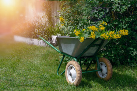 Wheelbarrow in the garden. An old garden wheelbarrow filled with flower seedlings. Transplanting shrubs and flowers in the garden.の写真素材
