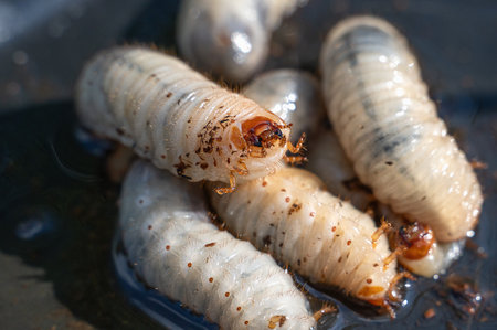Several plump, segmented larvae are gathered closely together on a dark surface. The natural light accentuates their unique textures and colorsの写真素材