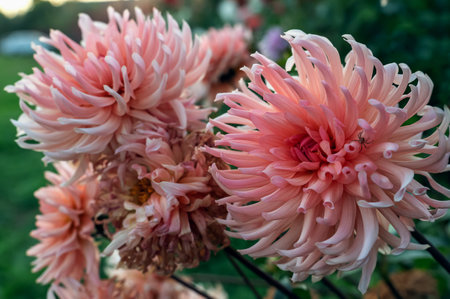 Dahlia Preferensis is a tuberous plant with pink flowers. Dahlia flowers after the first frost in late autumn.の写真素材