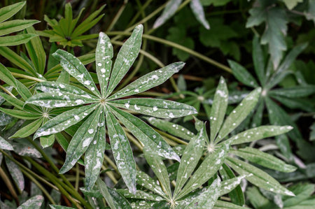 Erysiphales powdery mildew on lupine leaves. Partially powdery mildew-affected lupine plant with...