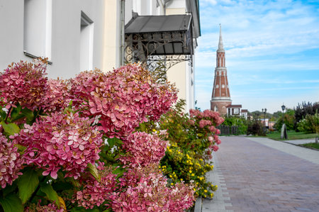 Hydrangea paniculata Vanille Fraise. Close-up of pink flowers of summer-autumn blooming perennial garden shrub Hydrangea paniculata Vanille Fraise Renhy.の写真素材