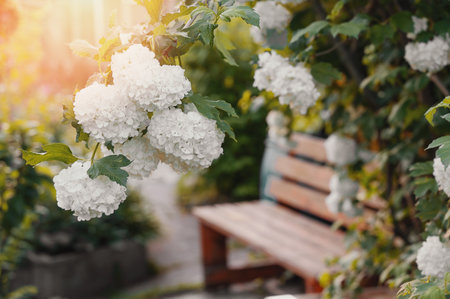 White bunches of viburnum buldanezh hang over the gazebo in the rays of sunset. Viburnum buldanezh creates a cozy arch over a retro wooden bench in the garden.の写真素材