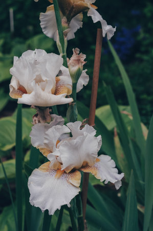 Bearded Iris variety Unspoken Passion, Champagne Elegance delicate olive color close-up.