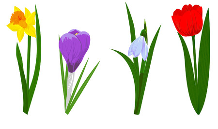 Set of four spring flowers narcissus, crocus, snowdrop and tulipのイラスト素材