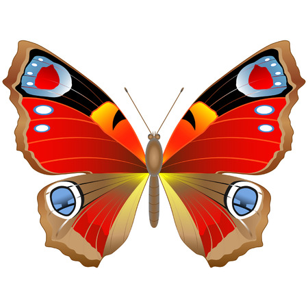 Colored summer butterflyのイラスト素材