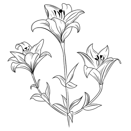 Painting of lily on white backgroundのイラスト素材