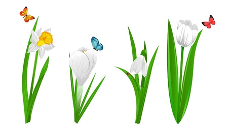 Set of four spring flowers narcissus, crocus, snowdrop and tulipのイラスト素材