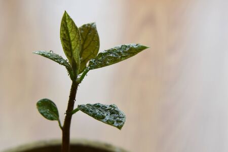 Green avocado sprout covered with water dropsの写真素材