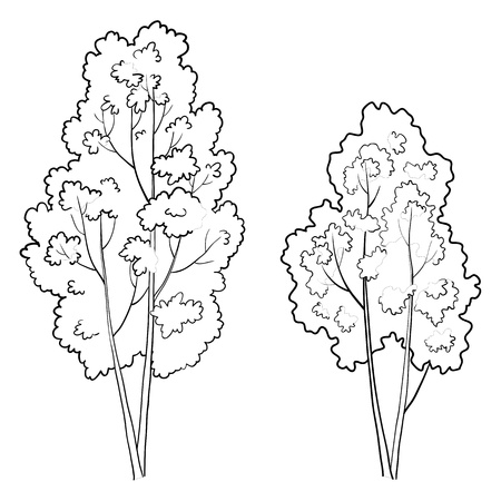 Vector, the forest deciduous trees, monochrome contours on a white backgroundのイラスト素材