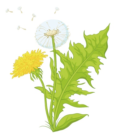 Flowers dandelions with green leaves, yellow, and with seeds. Vectorのイラスト素材