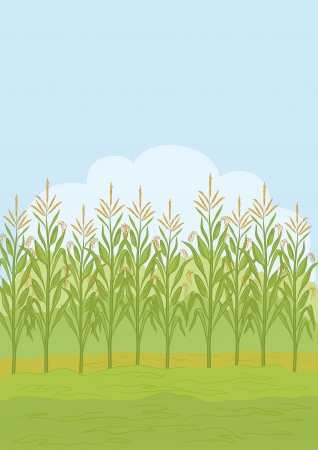 Agricultural rural landscape, field with green maize  Vector illustrationのイラスト素材