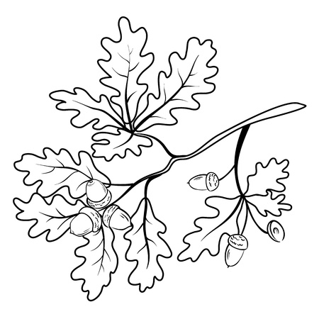 Oak branch with leaves and acorns, black contour on white background  のイラスト素材