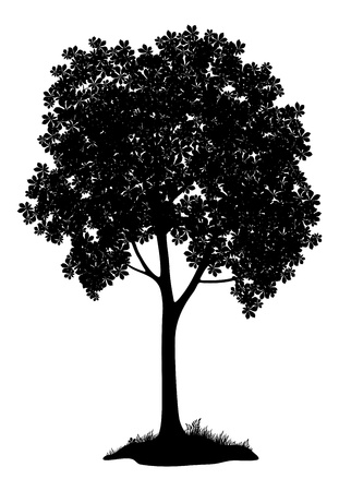 Chestnut tree, black silhouette on white background  Vectorのイラスト素材