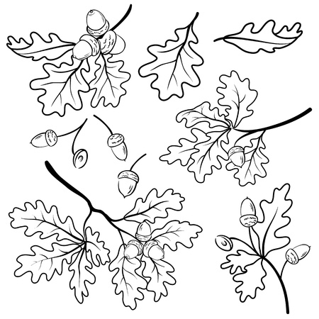 Set oak branches with leaves and acorns, black contour on white backgroundのイラスト素材