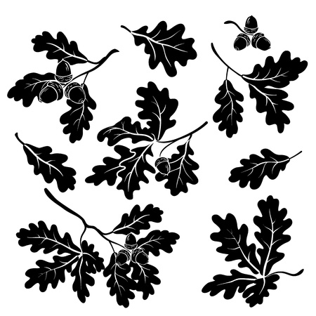 Set oak branches with leaves and acorns, black silhouettes on white backgroundのイラスト素材