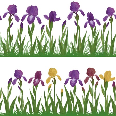 Set seamless of flowers iris, leaves and green grass, isolated on white background  Vectorのイラスト素材