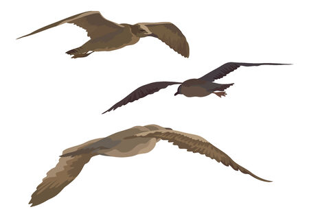 Flying birds gulls set, isolated on white backgroundのイラスト素材