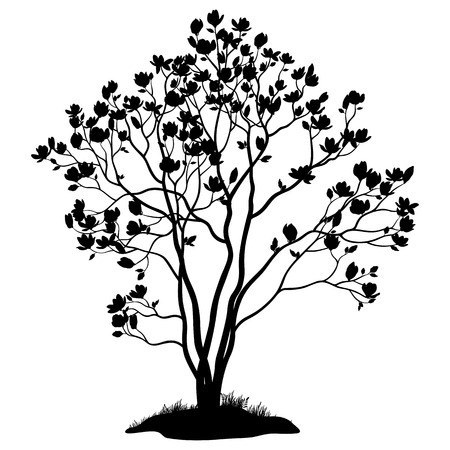 Spring Magnolia Tree with Flowers, Leaves and Grass Black Silhouette Isolated on White Background. Vectorのイラスト素材