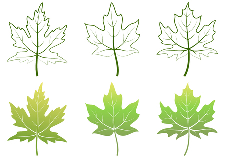 Maple Green Leaves and Contour Pictograms Isolated on White Background. Vectorのイラスト素材