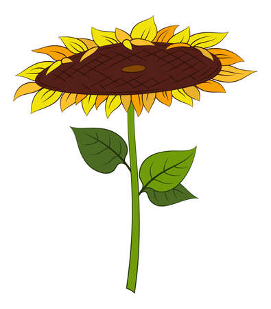 Sunflower with Leavesのイラスト素材
