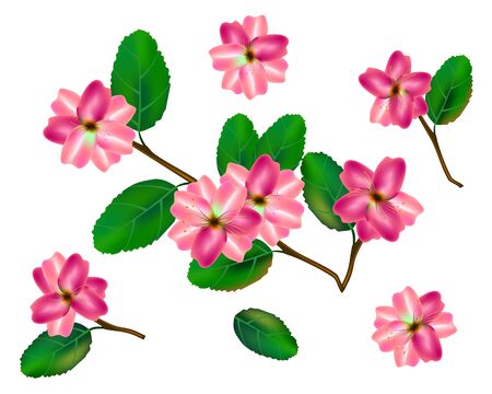 Flower brunch collection . Colorful orchids with green leaves. Vector illustration design set.のイラスト素材