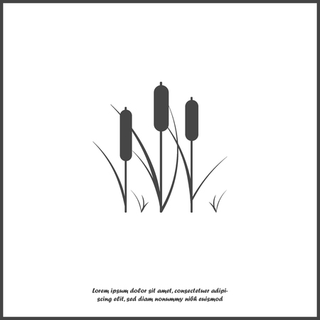 Reeds plant vector icon. Illustration of reeds on white isolated background. Layers grouped for easy editing illustrationのイラスト素材