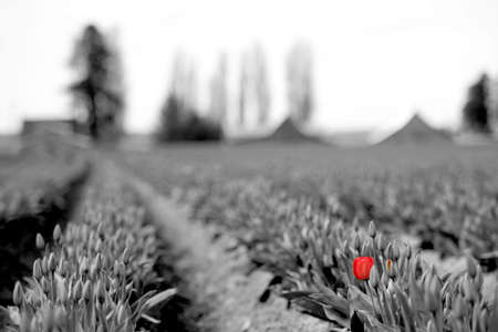 Red tulip fieldの写真素材