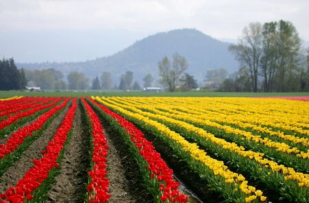 Red and Yellow tulip field