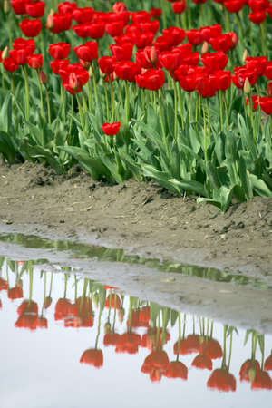 Red tulip fieldの写真素材
