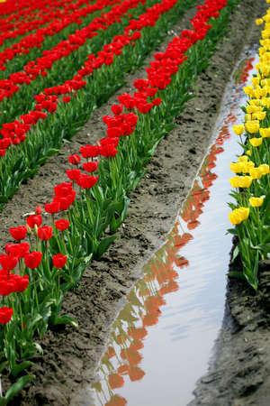 Red and Yellow tulip fieldの写真素材