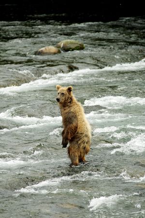Grizzly bears fishing for salmon, Brooks Falls, Katmai NP, Alaskaの写真素材