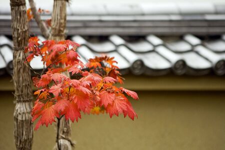 Autumn foliage in Japanese garden, Kyoto, Japanの写真素材