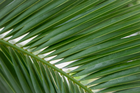 Texture of green palm leaf. Abstract background of tropical palm leaves. Tropical greenhouse in Zielona Gora.の写真素材