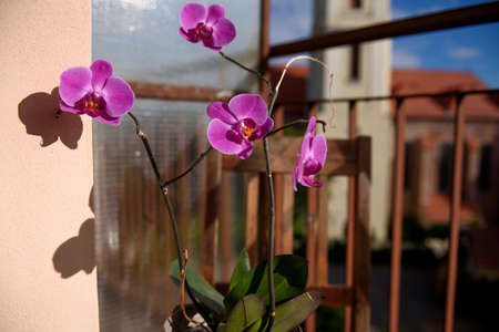 Beautiful purple orchid in a flower pot. Exotic flower in a pot on the balcony. In the background is a European city. Poland June 2022.の写真素材