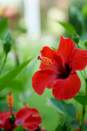 Red hibiscus flower close up. Exotic flowers in a tropical garden