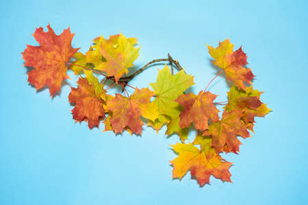 Maple twig with yellow and red leaves isolated on blue background. autumn decor.の写真素材