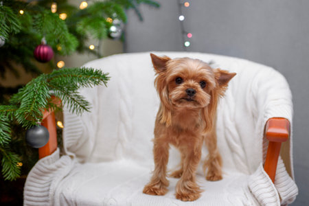 Close-up of a Yorkshire Terrier. Cute portrait of a pet in a festive setting.の写真素材