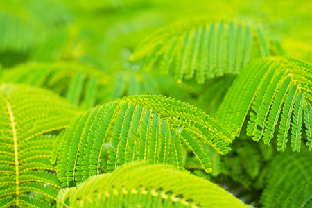 Beautiful green leaves of flame tree. Nature background or texture. Soft focus.