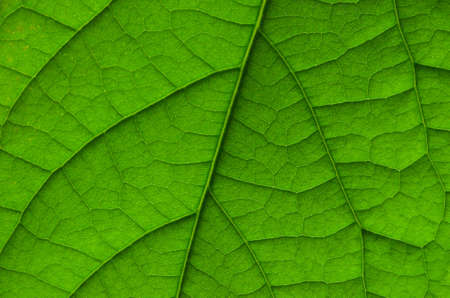 Close up of green leaf pattern. Macro shot of avocado green leaf texture. Green leaf background....
