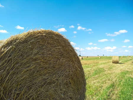 Hay in round bales lies on the field. Hay bale. Blank. Rural life. Grass, circle. Close-up harvested...