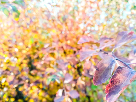 Close-up burgundy leaf on blurred background of autumn bush. Autumn concept. Autumn foliage. Upper surface of a leaf in sunny day.の写真素材