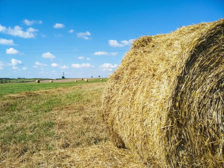 Hay in round bales lies on the field. Hay bale. Blank. Rural life. Grass, circle. Close-up harvested hay against a background of green mown fields and blue sky with copy space.の写真素材