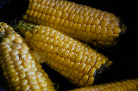 Close-up corn swings are boiled in a saucepan. Yellow boiled young corn. Saucepan with corn cobs....