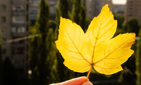 Close-up yellow maple leaf in hand on blurred background of multi-storey buildings. Autumn in the...